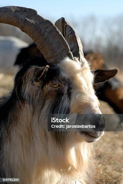 Goat Stock Photo - Download Image Now - Agriculture, Animal, Animal Wildlife