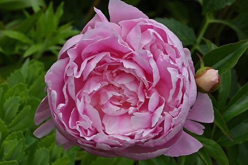 Close-up pink roses on green leaves background in the outdoor garden.