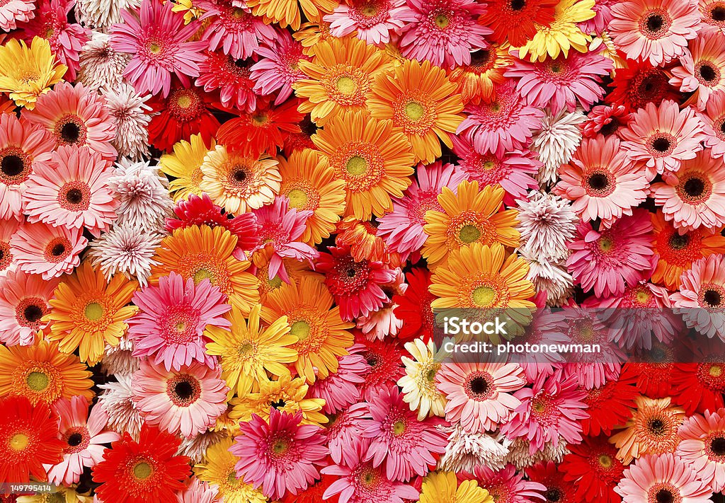 marigolds - Foto de stock de Amarelo royalty-free