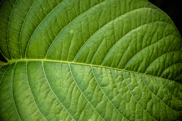Unveiling Nature's Blueprint: A captivating macro perspective revealing the mesmerizing texture of a leaf's veins, showcasing the delicate intricacies of the natural world.