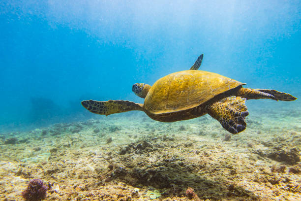 istock Green sea turtle swimming through clear blue ocean over algae covered lava rock 1497954906
