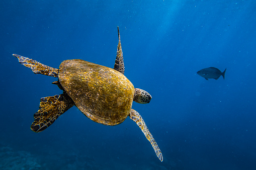 Close up of green sea turtle resting on surface of clear blue ocean with light rays. Shot in Hawaii.