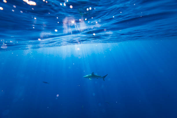 istock Shark passing by in clear blue water 1497954933