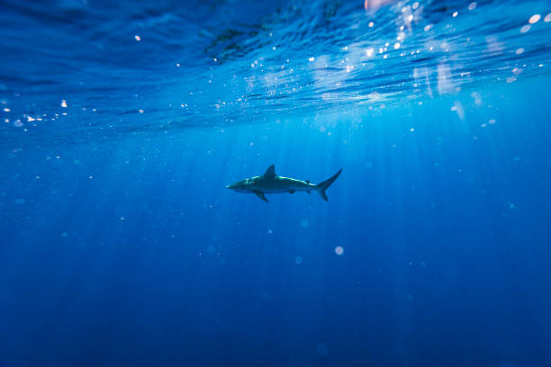 istock Shark passing by in clear blue water 1497954946