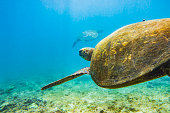 Green sea turtle swimming through clear blue ocean over algae covered lava rock
