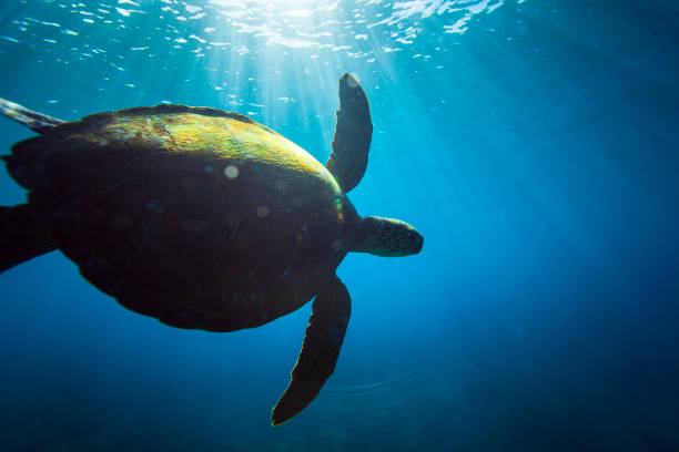 澄んだ青い海を光線で泳ぐアオウミガメの接写 - turtle green sea turtle silhouette sea ストックフォトと画像