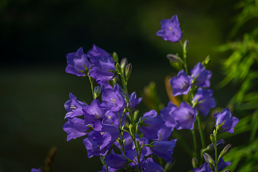 Blue violet bell flower with green grass and sunny shine near water