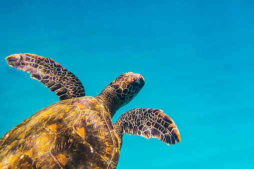 Close up of green sea turtle swimming through clear blue ocean. Shot in Hawaii.