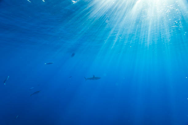 istock Shark passing by in clear blue water 1497955054