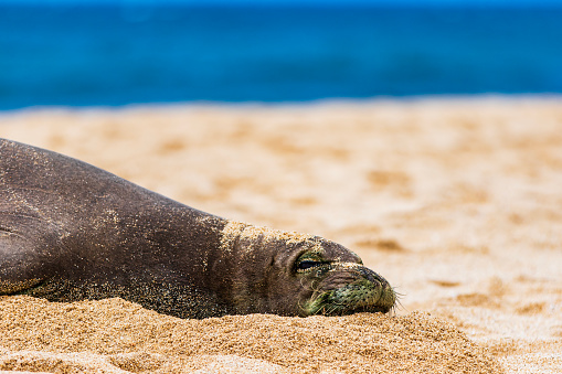Close up of endangered Hawaiian monk seal sleeping on the beach on a sunny day in Hawaii.