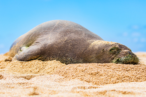 Close up of endangered Hawaiian monk seal sleeping on the beach on a sunny day in Hawaii.