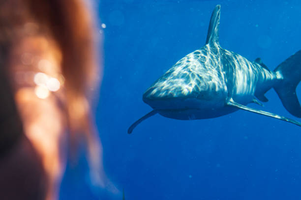 Close up of shark approaching human in clear blue water.