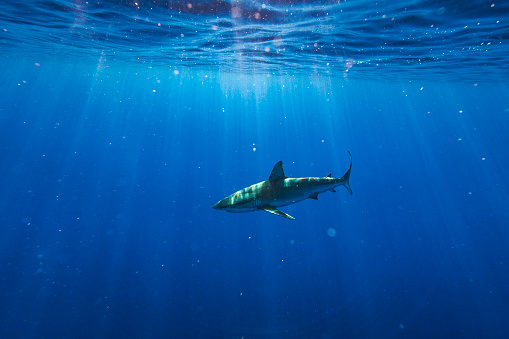 Shark passing by in clear blue water. Photographed in Hawaii.