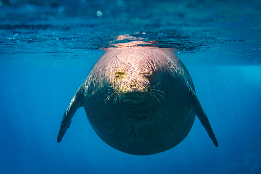 A Manatee in the Crystal River, Florida.