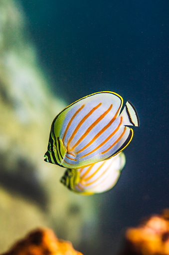 Close up of two ornate butterflyfish swimming around coral heads in Hawaii.