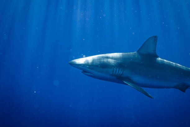 istock Close up of shark passing by in clear blue water 1497955415