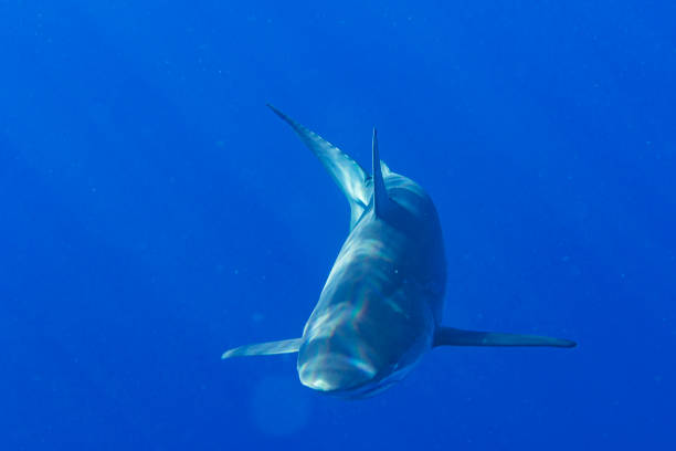 istock Close up of shark passing by in clear blue water 1497955432