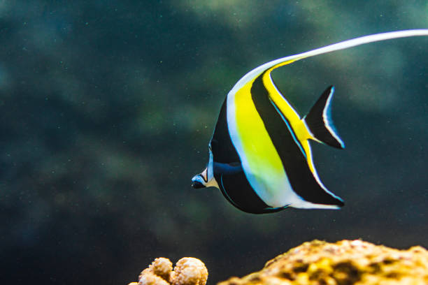Moorish idol, or butterflyfish, angelfish, bannerfish, or pennant fish swimming along in Hawaii.