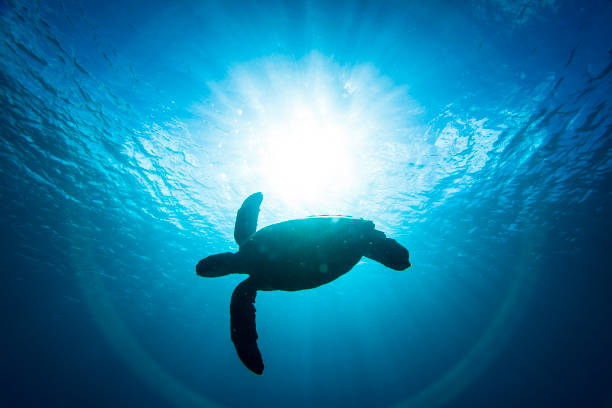 澄んだ青い海を光線で泳ぐアオウミガメの接写 - turtle green sea turtle silhouette sea ストックフォトと画像