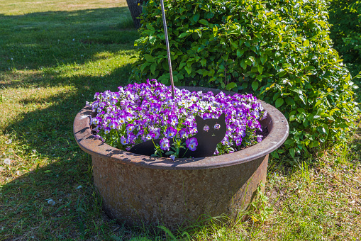 Beautiful purple pansies in outdoor garden bed on green bashes background on sunny summer day.