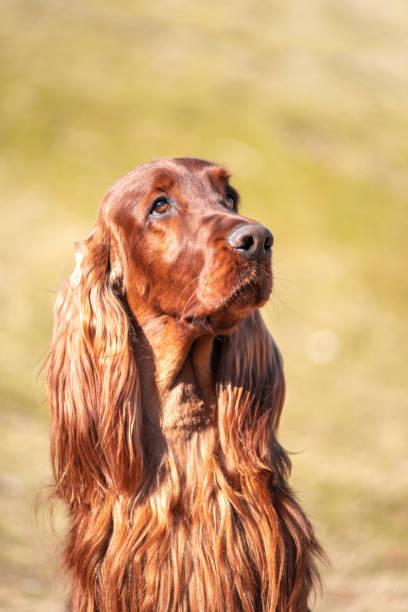 Irish red setter portrait on green grass background, outdoors Irish red setter portrait on green grass background, outdoors irish red and white setter stock pictures, royalty-free photos & images