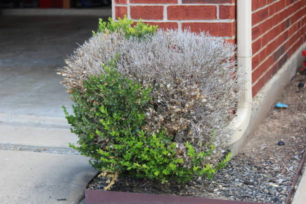 istock Frost-damaged plants, shrubs after a freeze; half-dead plant 1497956623