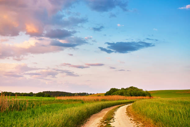 Rural road in fields and meadows at sunset time in summer. Beautiful agriculture landscape with trees, hills, green grass, clouds. Dirt empty path in growing wheat and cereals panorama. Rural road in fields and meadows at sunset time in summer. Beautiful agriculture landscape with trees, hills, green grass, clouds. Dirt empty path in growing wheat and cereals panorama. Europe wheat ranch stock pictures, royalty-free photos & images