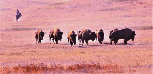 A lone cowboy herds several bison across a pasture of native grasses, made a pastel golden brown in the early morning light.