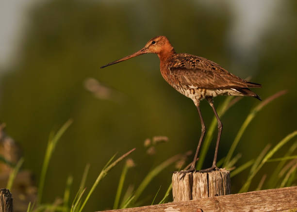 istock A Black-tailed Godwit (Limosa Limosa) standing on a wooden pole 1497958291