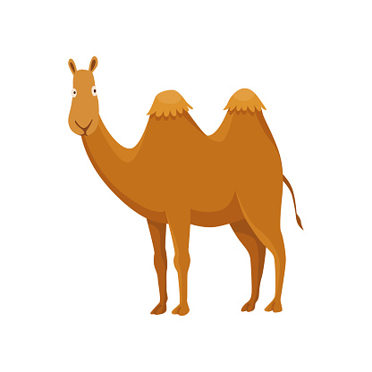 Camel with two hump, bactrian. Desert animal standing, side view. Cartoon vector. Flat icon design, isolated on white background.