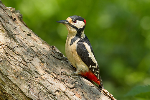 Great Spotted Woodpecker posing on log