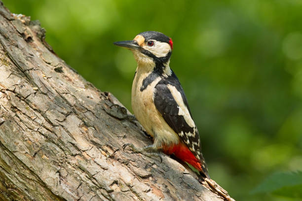 Great Spotted Woodpecker on perch stock photo