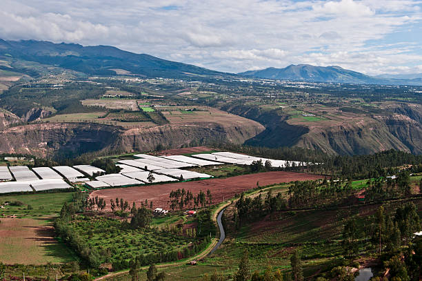 Roses in Plantation Tumbaco, Cayambe, Ecuador View of greenhouses where roses are cultivated in Ecuador from mountains to the valley. rose valley stock pictures, royalty-free photos & images