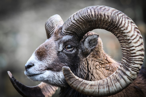 Close up portrait of a adult goat