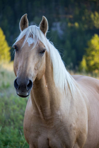 istock Big palomino horse 1497962598