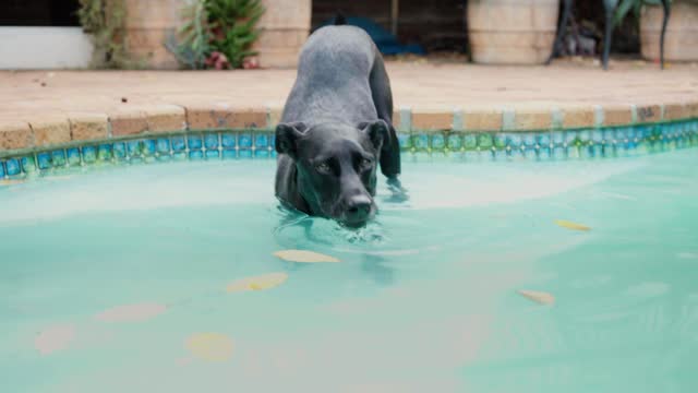 Cute dog drinking water from a swimming pool