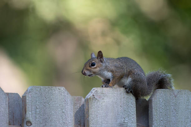 istock A cute squirrel poses in front of a muted green and yellow background. 1497965788