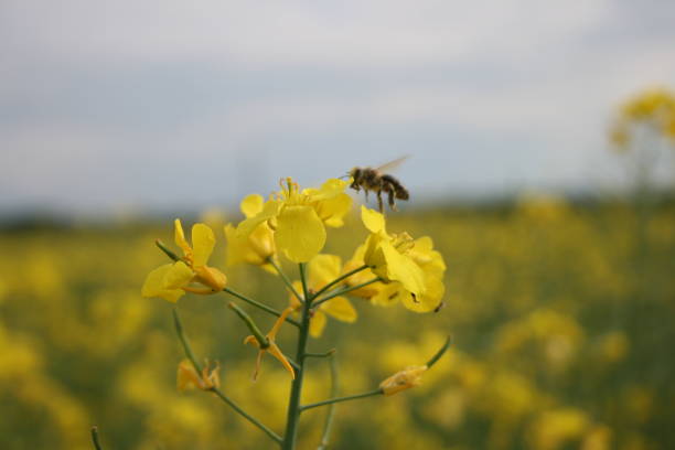 istock Yellow flowers of rapeseed 1497966652