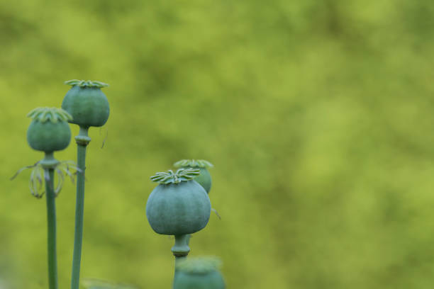 close up of overblown poppies, view of green seed capsules of poppies. nature theme. - oriental poppy poppy close up purple imagens e fotografias de stock