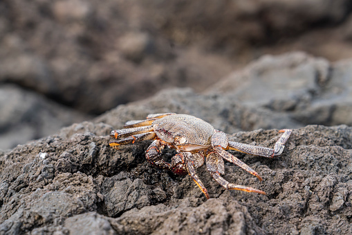 Red Azores Crab on lava cliffs, Sao Miguel