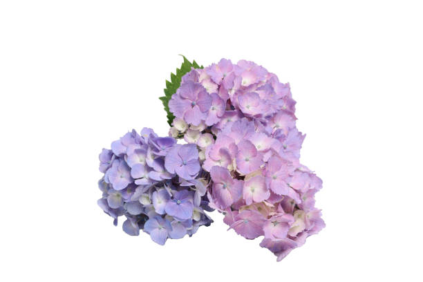 istock Bouquet of hydrangea isolated on a white background. 1497969573