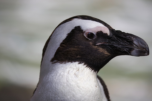 Portrait of African penguin face in profile.