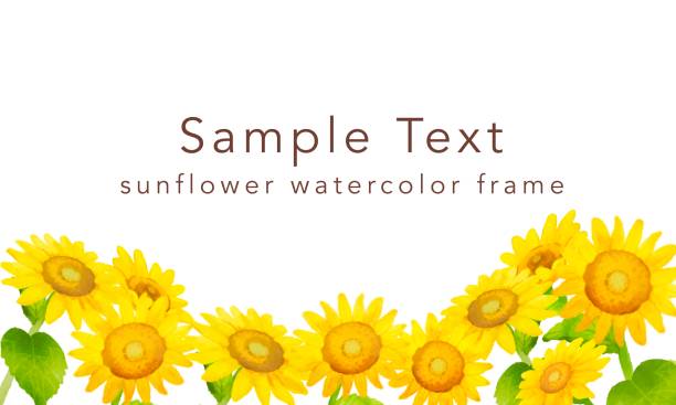 Simple sunflower watercolor style frame Simple sunflower watercolor style frame helianthus stock illustrations