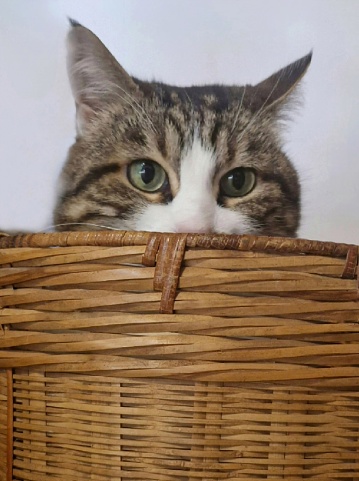Seen of half of the head of a cat and his green eyes, hidden in a wicker basket