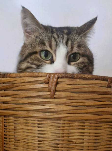 Cat in reflection mode hidden in a wicker basket Seen of half of the head of a cat and his green eyes, hidden in a wicker basket mixed breed cat stock pictures, royalty-free photos & images