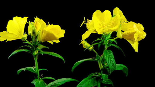 Yellow Evening Primrose Oenothera Flower Plant Blooming on Black Background. Enotera Blooming. Also Names are Night Beauty, Donkey, Night Candle