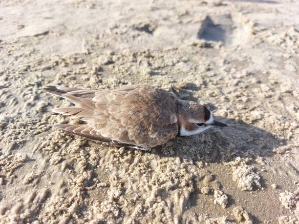 istock Little bird on the beach 1497973743
