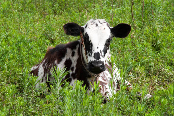 istock Cow loose in the field 1497973770