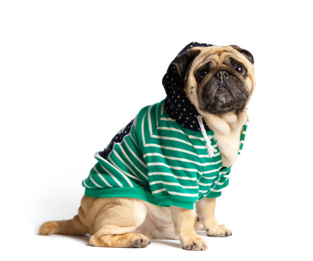 istock A cute pug in clothes with a hood on his head sits on a white background. 1497974101
