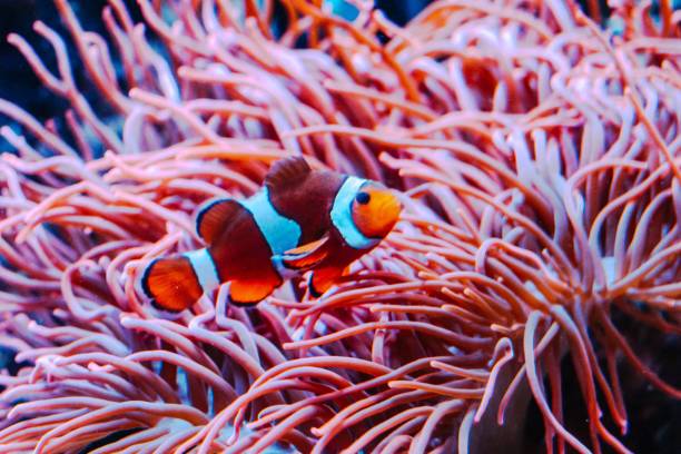 istock Ocellaris clownfish swimming in an aquarium 1497974196